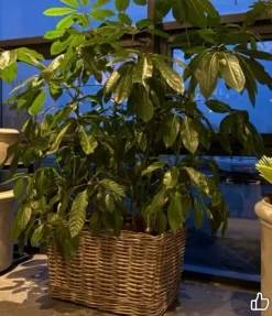 Aflange rattan krukker med hjul - L.60cm + L.70cm