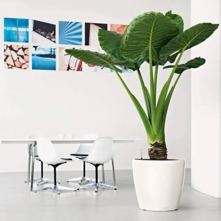 Lechuza Classico Premium Ø.50cm - m/u hjul / selvvanding - 6 farver